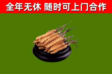 遂宁回收冬虫夏草