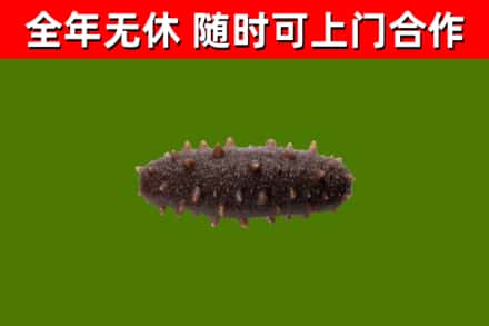 遂宁回收海参干